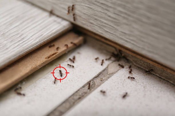 Best Pest Control Near Me  in Fairmont, NC