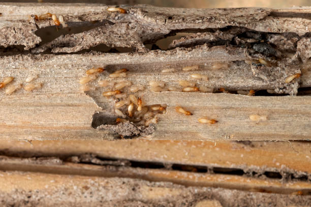 Best Pest Removal Services  in Fairmont, NC